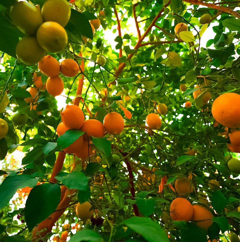 Karizan-Mobarake_46294