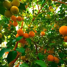 Karizan-Mobarake_46294