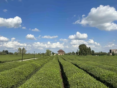 نمای کلی باغ چای و اقامتگاه بومگردی تی باغ فومن