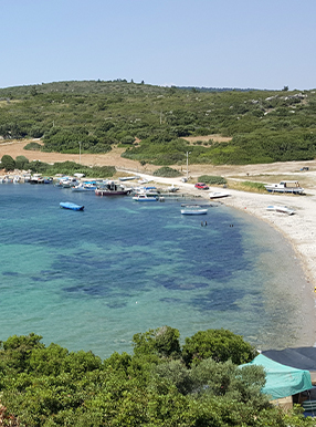 ارولا